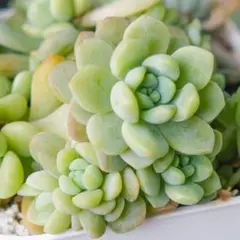 多肉植物 マシュマロン♡抜き苗(ぼのぼのさん苗) ぼのぼのさん苗 3点セット 抜き苗 第四種郵便 - メルカリ