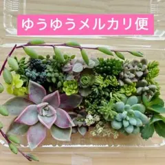2026年最新】多肉弁当の人気アイテム - メルカリ