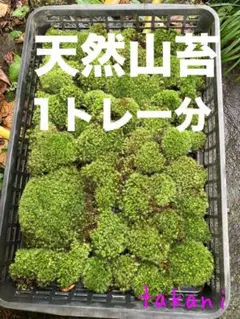 SALE通常10800円の品　お得な3トレー分　天然山苔　アラハシラガゴケ 限定SALE通常3600円 天然山苔 1トレー分 ヤマゴケ アラハシラガゴケ