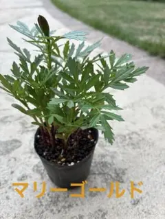 蕾付き‼️マトリカリア ダブルラテ ✨✨八重咲 抜き苗 - メルカリ