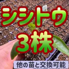 2026年最新】加藤農園さん苗の人気アイテム - メルカリ