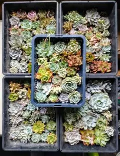 エケベリア等 訳ありカット苗 箱いっぱいセット