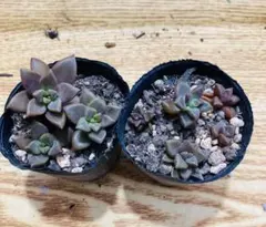 古紫】 抜き苗 多肉植物 ブラックプリンス 黒助 - メルカリ