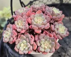 ぴ*け様 B1688-5　キュートバブル　20株　抜き苗　多肉植物 エケベリア ぴ*け様 B1688-5 キュートバブル 20株 抜き苗 多肉植物