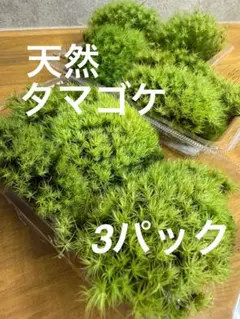 same様 リクエスト 2点 まとめ商品