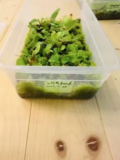 2025年最新】ビカクシダ ホワイトホークの人気アイテム - メルカリ