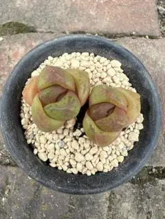 ドラゴンボール　ハオルチア アロエ 多肉植物 多肉永遠　超メルカリ祭のサムネイル