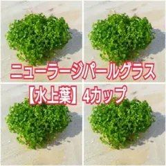 メルカリ便】ニューラージパールグラス【水上葉】☘️8センチcup4
