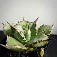 N2528⚠️出品8/2まで【鉢植え発送】アガベ チタノタ 鳳凰 ホウオウのサムネイル