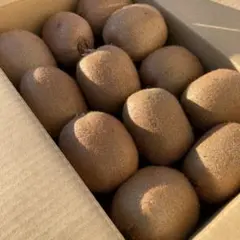 ラスト1箱！芯が甘い！【二級品】和歌山県産キウイフルーツ 2L 24個入り