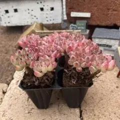 アキラ…☺様 リクエスト 2点 まとめ商品