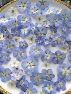 押し花 素材 ミックス アソート【2602】 - メルカリ