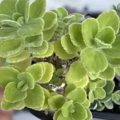 アロマティカス 多肉植物 抜き苗