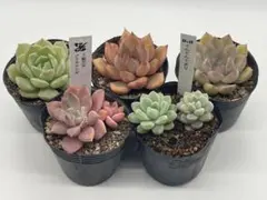多肉植物 SIMIJIMI苗♡抜き苗セット - メルカリ