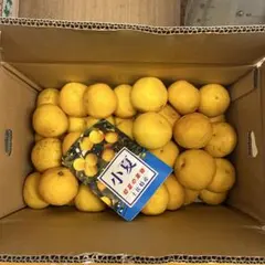土佐特産 露地小夏 初夏の果物 箱入りサイズM5キロサ12のサムネイル