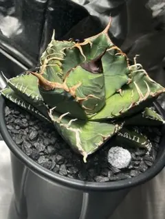 KR SHOP様 リクエスト 2点 まとめ商品