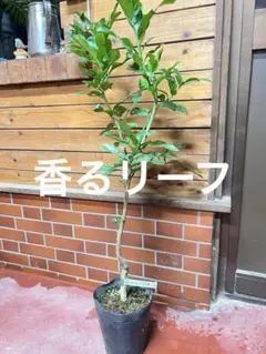 2025年最新】木 こぶの人気アイテム - メルカリ
