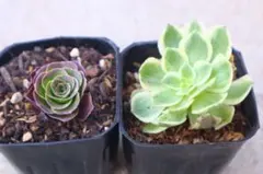 59 #多肉植物アエオニウム錦 ❤️魅金のバラ ❤️1大頭9cm拨き苗 2025年最新】魅金ローズ アエオニウムの人気アイテム - メルカリ