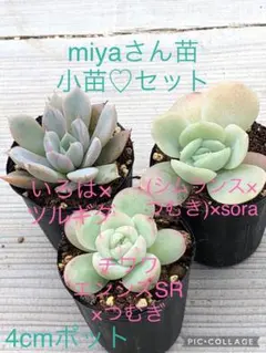 2025年最新】miya苗の人気アイテム - メルカリ