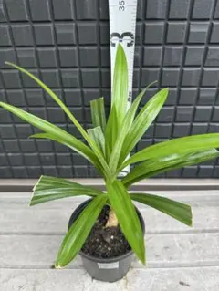パンダンリーフ• ニオイタコノキ •ใบเตย•LÁDỨA 苗　1本　五年目 パンダンリーフ• ニオイタコノキ •ใบเตย•LÁDỨA 苗 1本 五年目 - メルカリ