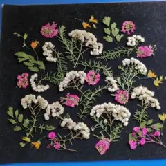 押し花素材　ライスフラワー他