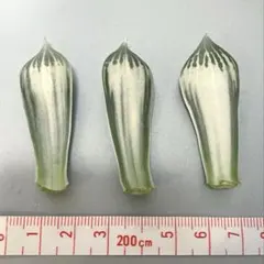 ハオルチア　白蛇伝　葉挿し苗のサムネイル