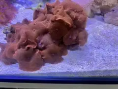 ディスクコラールのサムネイル