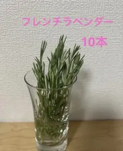 2026年最新】ラベンダーの挿し穂の人気アイテム - メルカリ