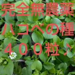ハコベの種♪のサムネイル