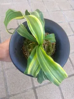 万年青　オモト　海龍獅子実生　ラスト出品 2025年最新】万年青 獅子の人気アイテム - メルカリ