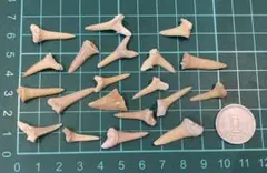 よっちゃん様 リクエスト 3点 まとめ商品