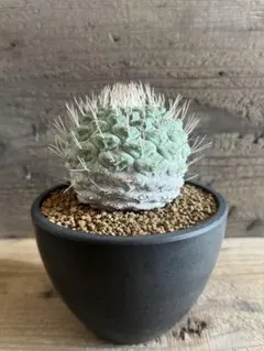 黒王丸 実生 鉢植えメルカリ便送料込み 2025年最新】黒王丸 実生の人気アイテム - メルカリ