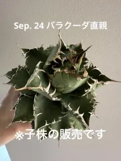 アガベ 15株セット　現物出品　ネームドのみ　全てOC アガベ 15株セット 現物出品 ネームドのみ
