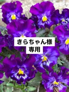 きらちゃん様　専用