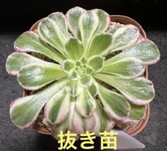 2025年最新】錦 アエオニウムの人気アイテム - メルカリ