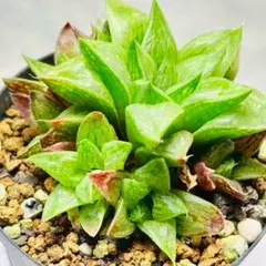 多肉植物 　旧氷砂糖 錦　抜き苗 Amazon.co.jp: 旧氷砂糖錦 株分け苗 1苗 ハオルチア 氷砂糖 多肉