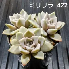 ミリリラ 3株 422 エケベリア 多肉植物 抜き苗