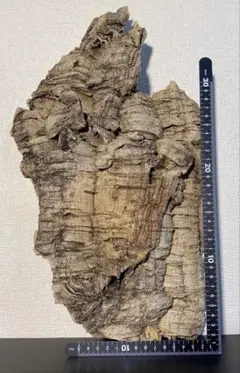 天然 バージン コルク樹皮4個セット