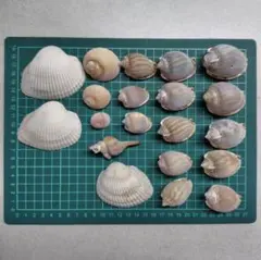 【20個セット】巻貝・貝殻