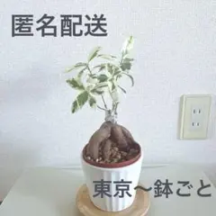 ニンジン ガジュマル 斑入り 匿名配送 ニンジン ガジュマル 斑入り 匿名配送 - メルカリ