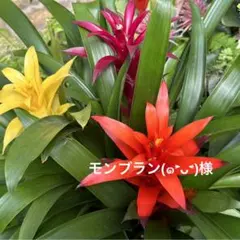 モンブラン(๑˃̵ᴗ˂̵)様