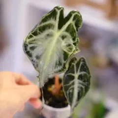 アロカシア ヴェノム 3号 観葉植物 現品 希少品種 - メルカリ