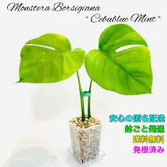 2025年最新】ボルシギアナ ミントの人気アイテム - メルカリ