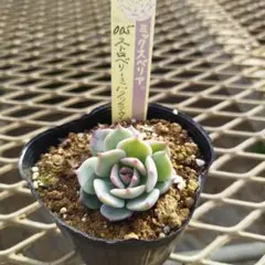 あゆやま様 リクエスト 2点 まとめ商品