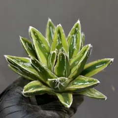 2025年最新】笹の雪 黄覆輪の人気アイテム - メルカリ