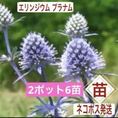 春香※プロフ必読※様 リクエスト 2点 まとめ商品