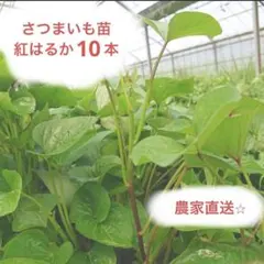 茨城県産 さつまいも苗 紅はるか 10本予備苗2本です。 - メルカリ