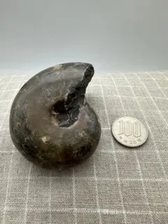 北海道産　アンモナイト　2500g置き物 2025年最新】北海道アンモナイトの人気アイテム - メルカリ