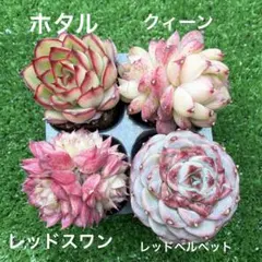 多肉植物　プラグ苗　レッド系　4苗　大きめ
