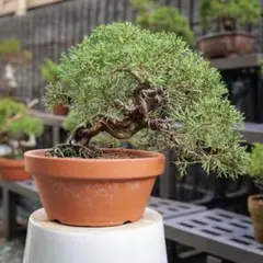 2025年最新】糸魚川真柏の人気アイテム - メルカリ